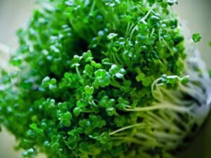 Rau-mam-sup-lo-xanh-533x400