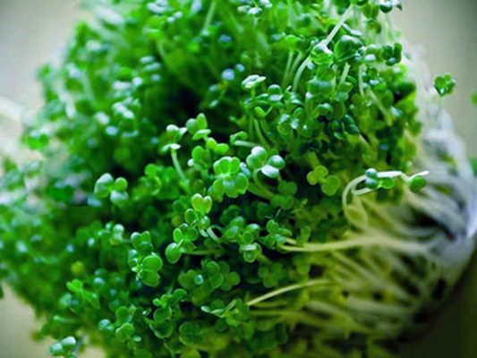 Rau-mam-sup-lo-xanh-533x400